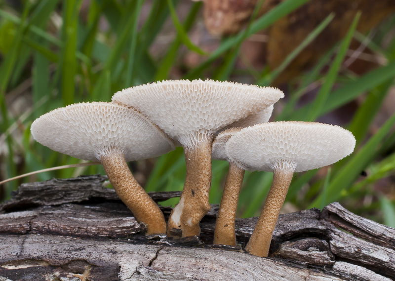 Polyporus arcularius